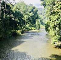 Exploring the Borneo Rainforest: A Journey into Nature's Wonderland