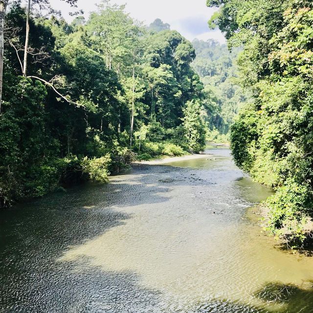  Exploring the Borneo Rainforest: A Journey into Nature's Wonderland