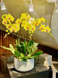 【金鐘】香港公園：期間限定香花展覽