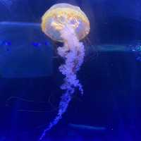 BX Sea Aquarium is Awesome