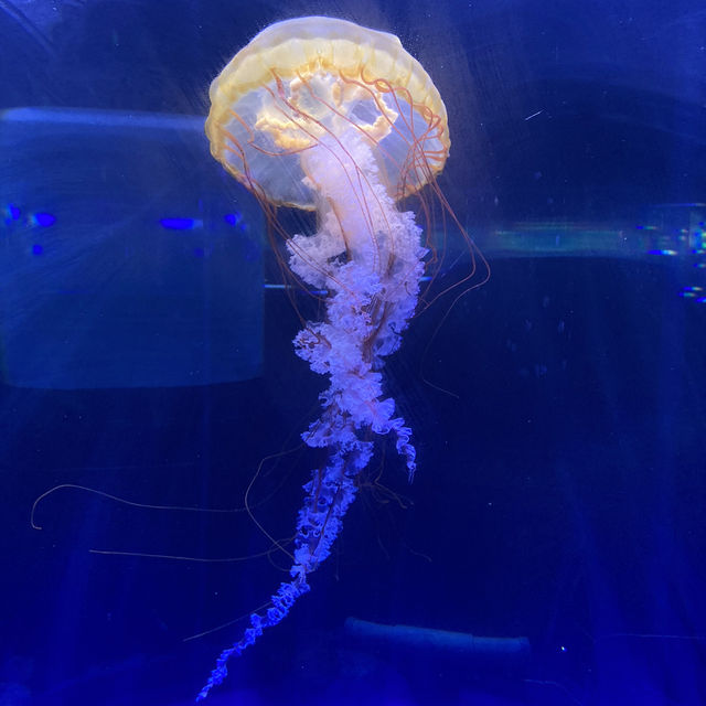 BX Sea Aquarium is Awesome
