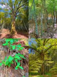 【栃木】あの人気映画のロケ地にもなった！マイナスイオンたっぷりの美しい竹林🫣🌿【宇都宮】