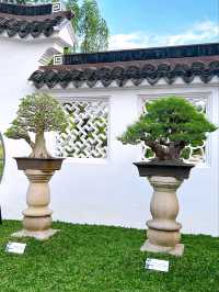Exploring the Bonsai Garden in Singapore
