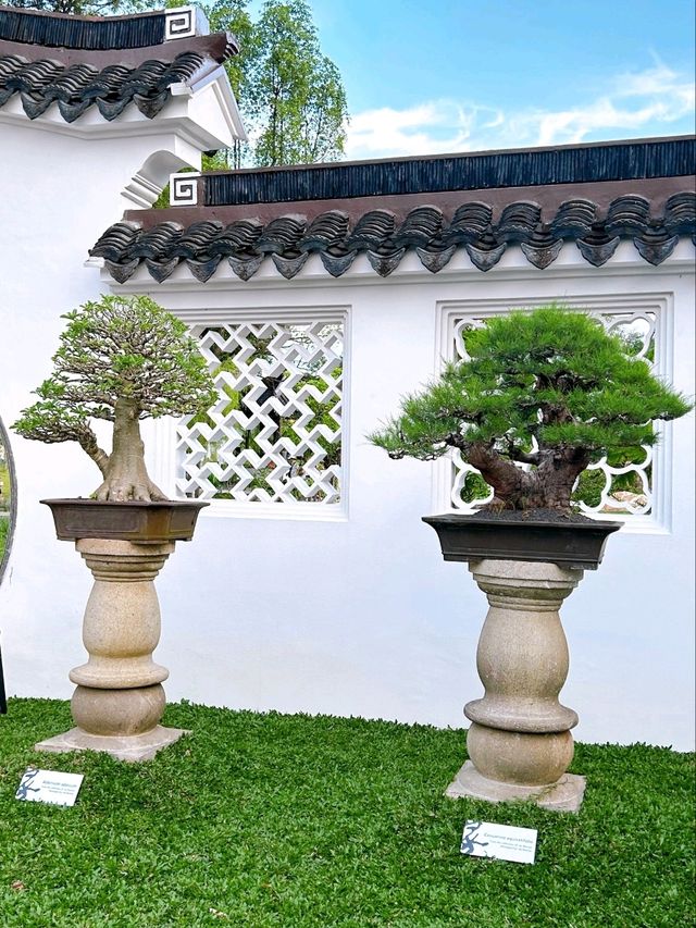 Exploring the Bonsai Garden in Singapore