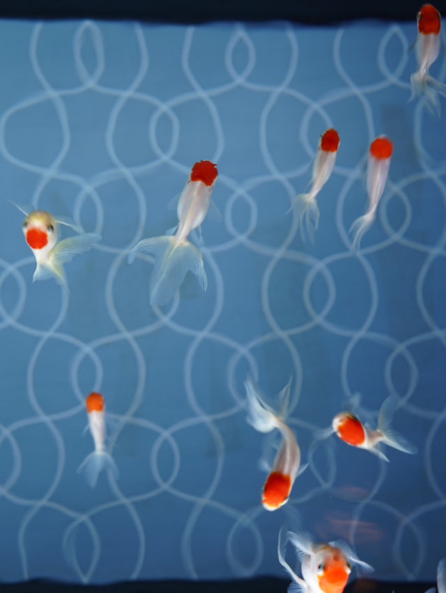 東京｜スカイツリーは展望台だけじゃない！珍しい都心型水族館