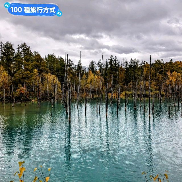 美瑛白金青池，秋天金黃碧青的蕭瑟之景