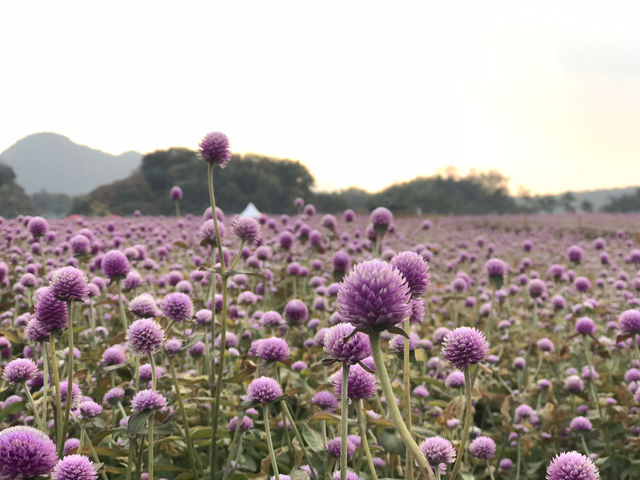 🇰🇷首爾近郊- 粉紅芒草和波波草💗🌳