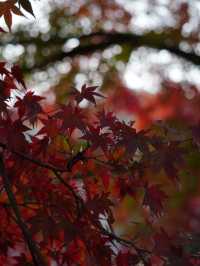 【栃木×佐野】参道に広がるグラデーション紅葉の絶景🍁