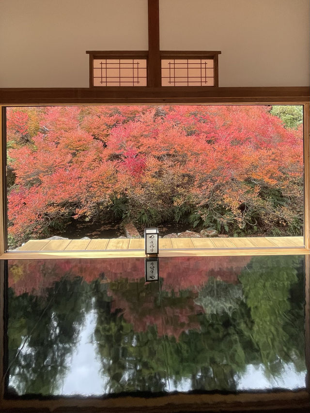 兵庫観光🍁安国寺のドウダンツツジ🍂美しいリフレクション😊🪞✨