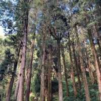 Explore the magical Alishan, Taiwan