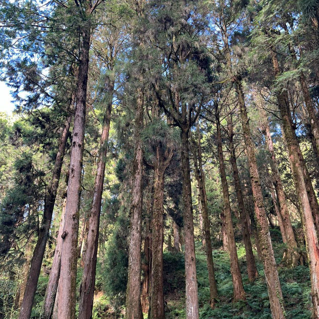 Explore the magical Alishan, Taiwan