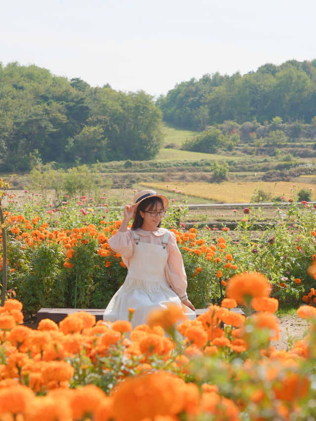 이렇게 예쁜 메리골드 밭은 처음이야🧡
