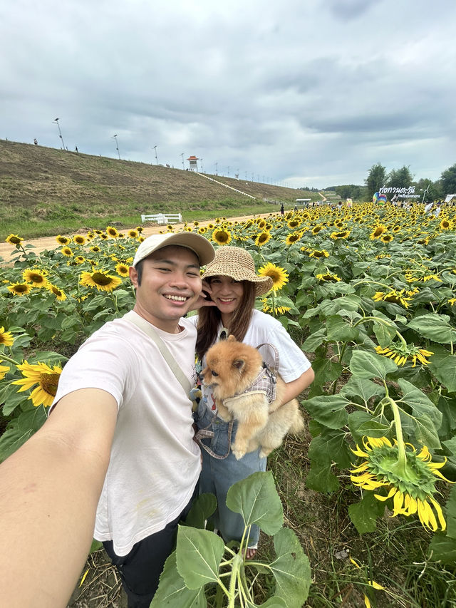 ทุ่งทานตะวัน เขื่อนดอกกราย