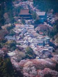 【吉野の桜】一生に一度は見てほしい奈良の絶景桜