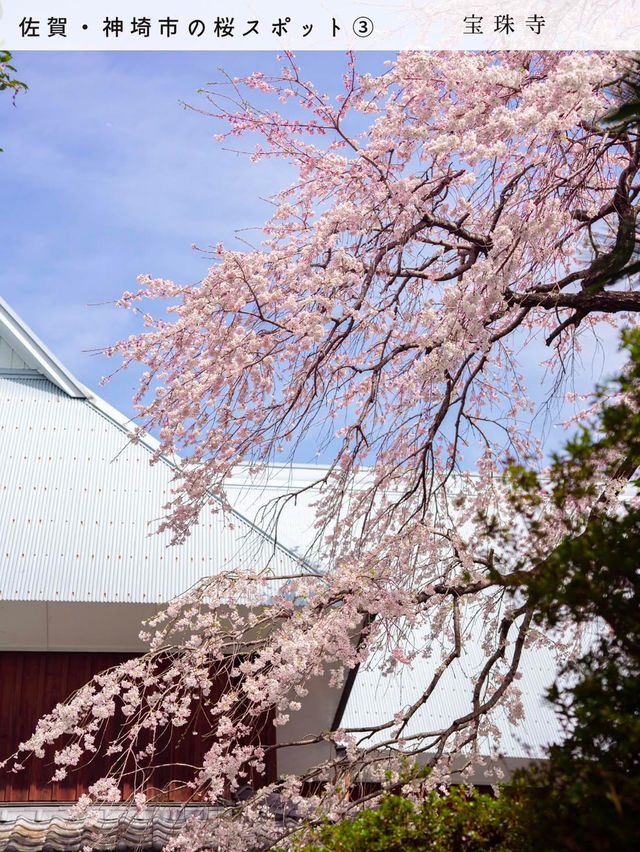 【桜スポット５選　📍佐賀・神埼市】