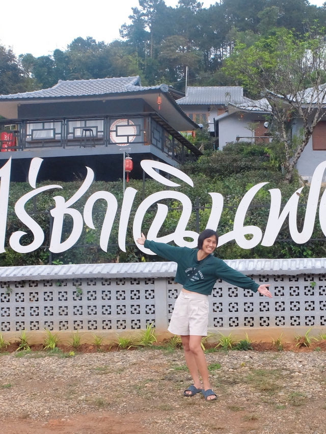 เที่ยวหมู่บ้านรักไทย ต้องมานอนไร่ชา ที่ไร่ชาเฉินฟง