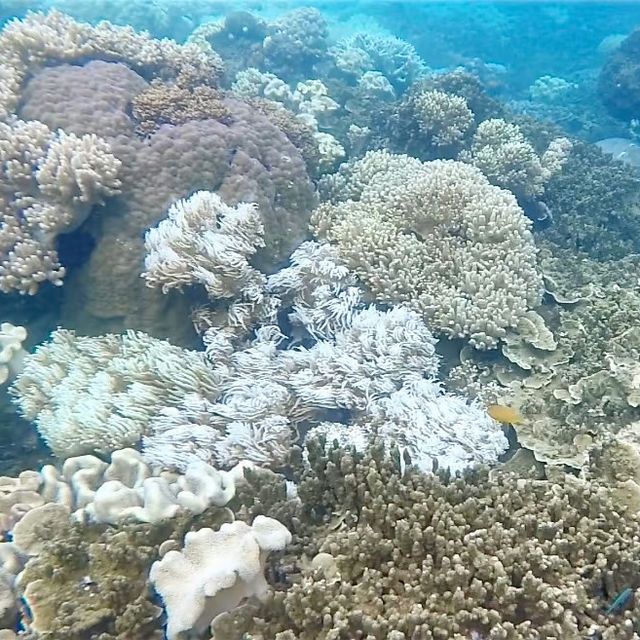 Soaring Above and Diving Below: My Spectacular Day at the Great Barrier Reef!
