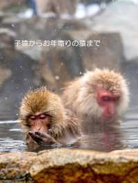 スノーモンキーに会いに行こう♪【地獄谷野猿公苑】