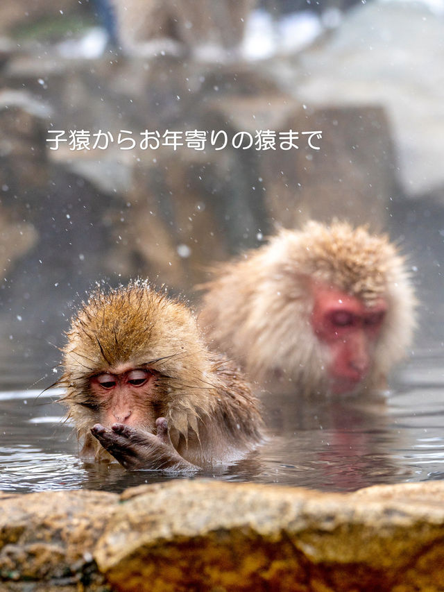 スノーモンキーに会いに行こう♪【地獄谷野猿公苑】