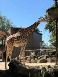 Let's go to Melbourne Zoo 
