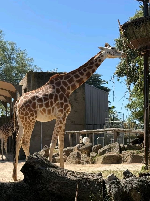 Let's go to Melbourne Zoo 
