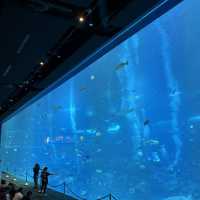 「新加坡」 S.E.A. 海洋館，失落的水下文明
