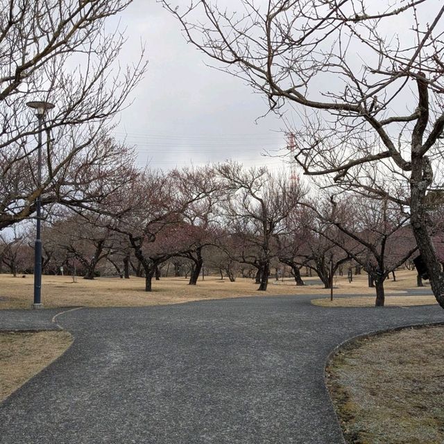 梅の花はこれからが本番🌸