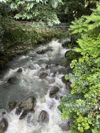 挑戰懼高症成功～神山樹頂吊橋