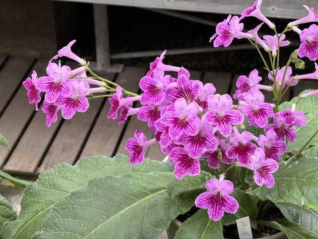 探索松江花鳥園的美好時光 🌸🦉