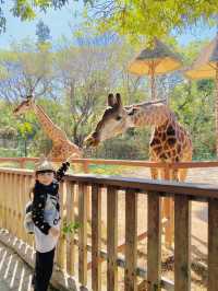 深圳野生動物園 深圳地鐵直達～零距離餵長頸鹿斑馬！ 