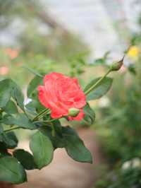 พาไปชมสวนกุหลาบหลวง 🌹ที่เชียงใหม่