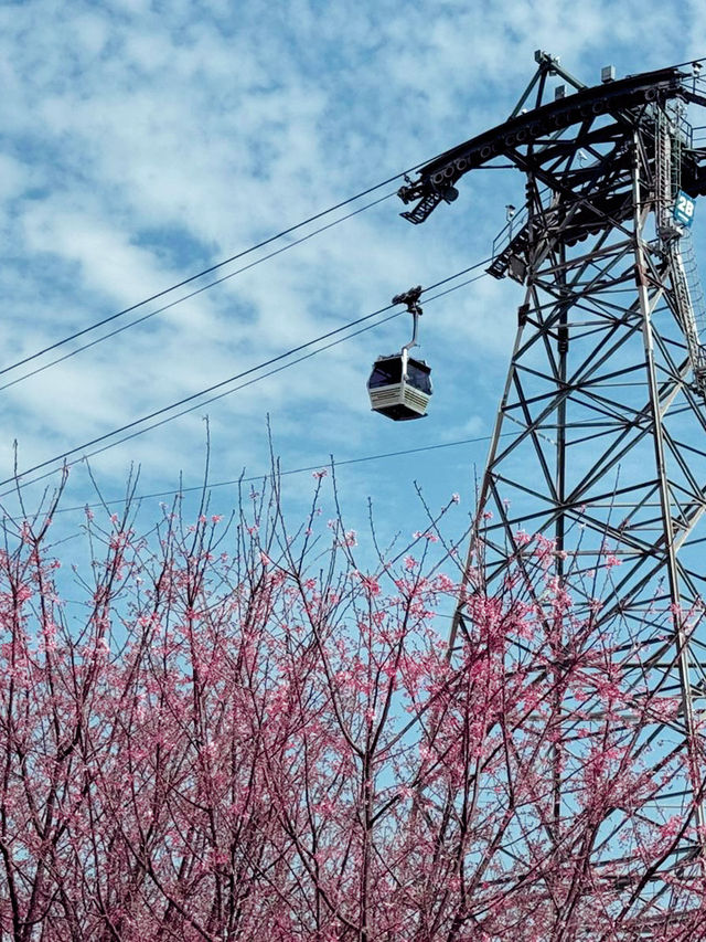 Beautiful Sakura in Hong Kong 