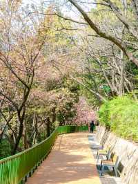 부산 민주공원 겹벚꽃 산책 피크닉 명소💕