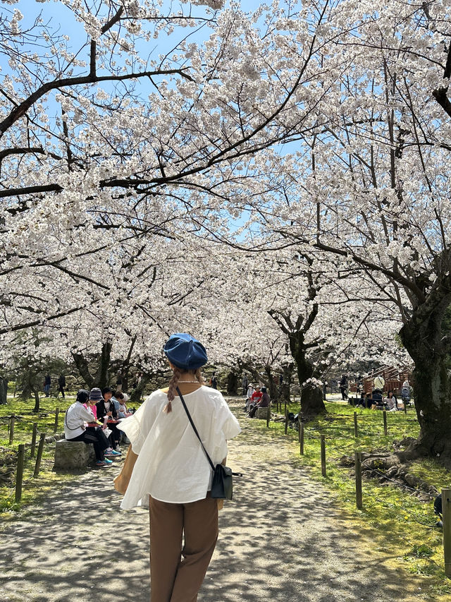 日本福岡｜最早開跑的櫻花季你準備好了嗎？