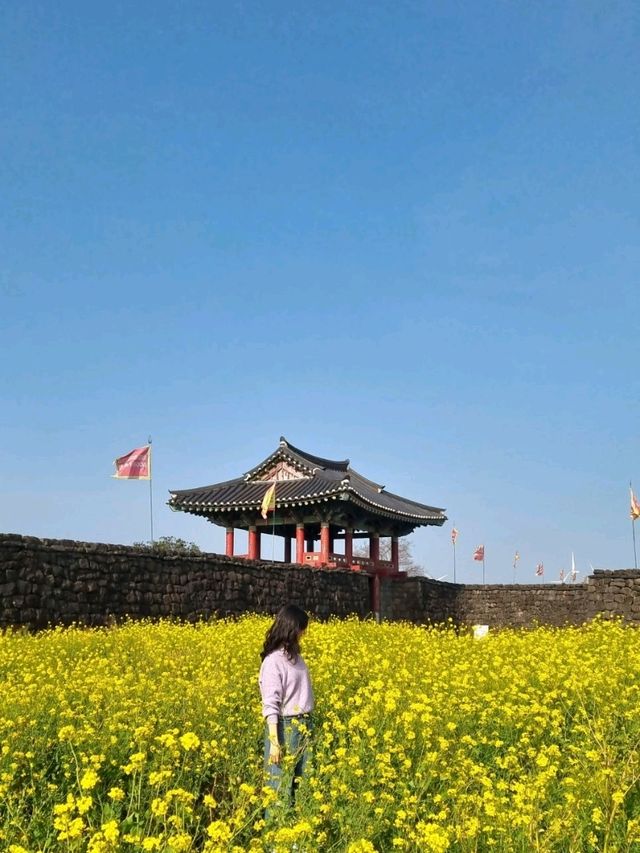 제주의 봄은 노란색💛