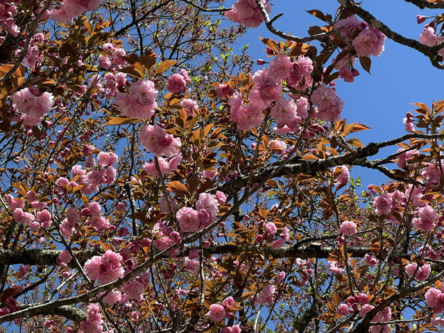 A Picture-Perfect View: Arakurayama Sengen Park