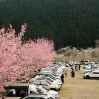 武嶺🌸櫻花的味道