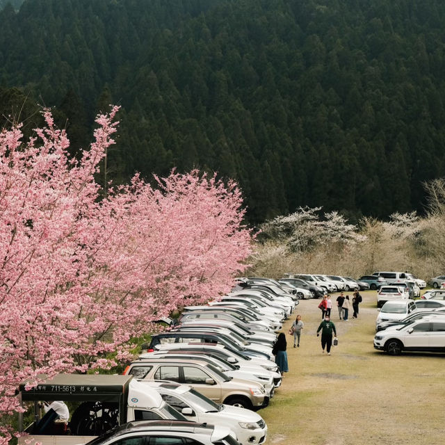 武嶺🌸櫻花的味道