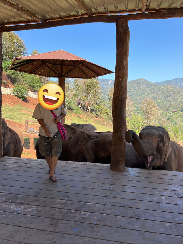 チェンマイ🇹🇭🐘と触れ合えるcafe