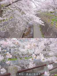 Fukuoka in Sakura Season~🌸🇯🇵✨