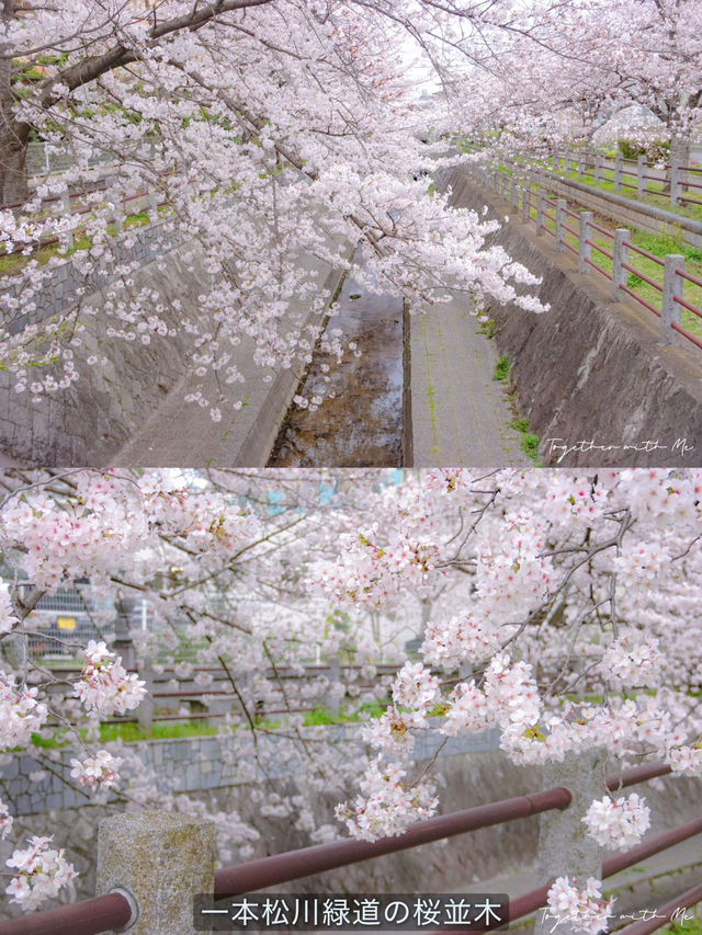 Fukuoka in Sakura Season~🌸🇯🇵✨