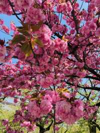 ซากุระบานสุดโรแมนติกที่ Tsuruga Castle