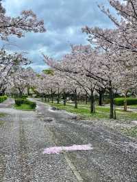 🇯🇵 大阪 | 大阪城公園的櫻吹雪 🌸