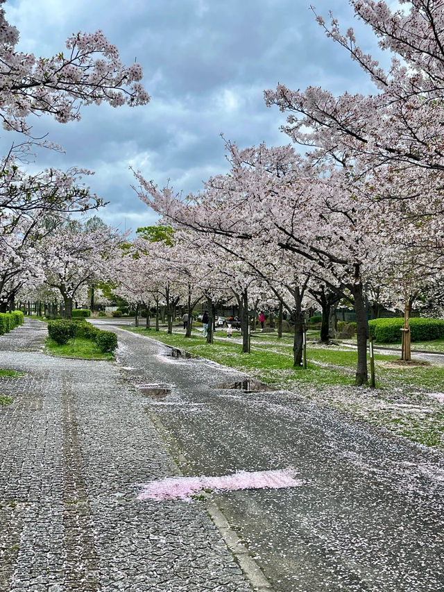 🇯🇵 大阪 | 大阪城公園的櫻吹雪 🌸