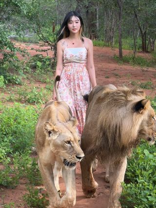 與獅子一起散步......😱 利文斯頓獅子漫步