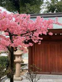 福岡｜延年益壽鶴靈泉、千年銀杏 奈良時代至今博多總鎮守櫛田神社