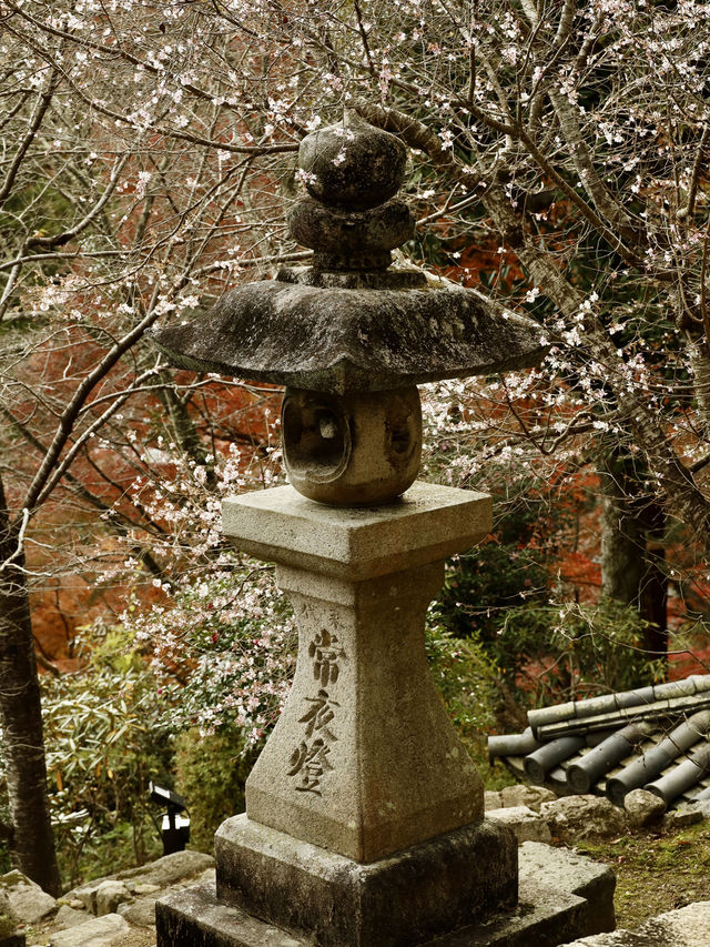 奈良賞楓好去處