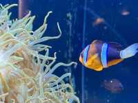 【香川/宇多津】四国の美しい水景をテーマにした「四国水族館」