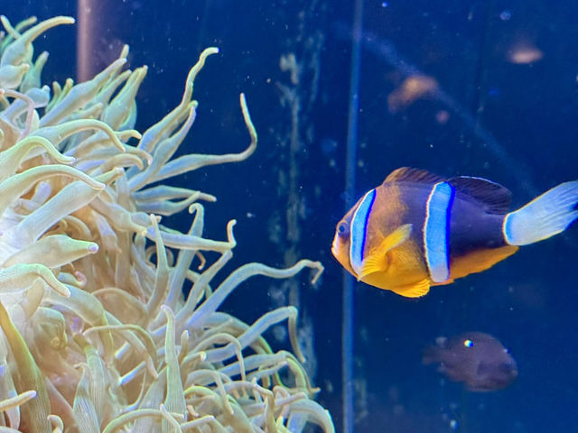 【香川/宇多津】四国の美しい水景をテーマにした「四国水族館」