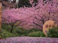 Chasing Sakura at Tanjo-ji Temple Chiba